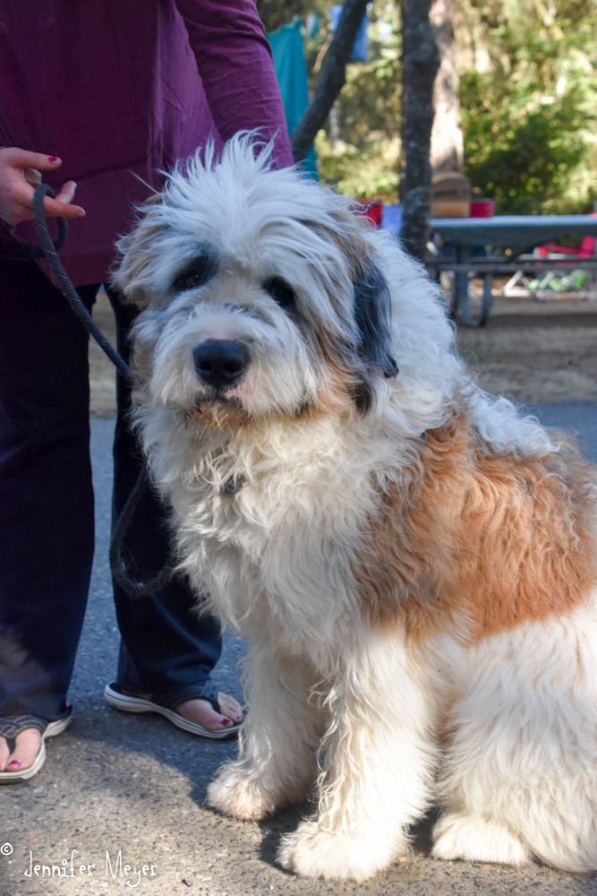 We loved this St. Bernard/Russian Wolfhound mix.