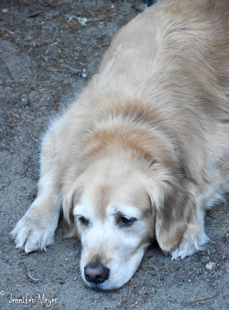 Bailey wants more ice cream.