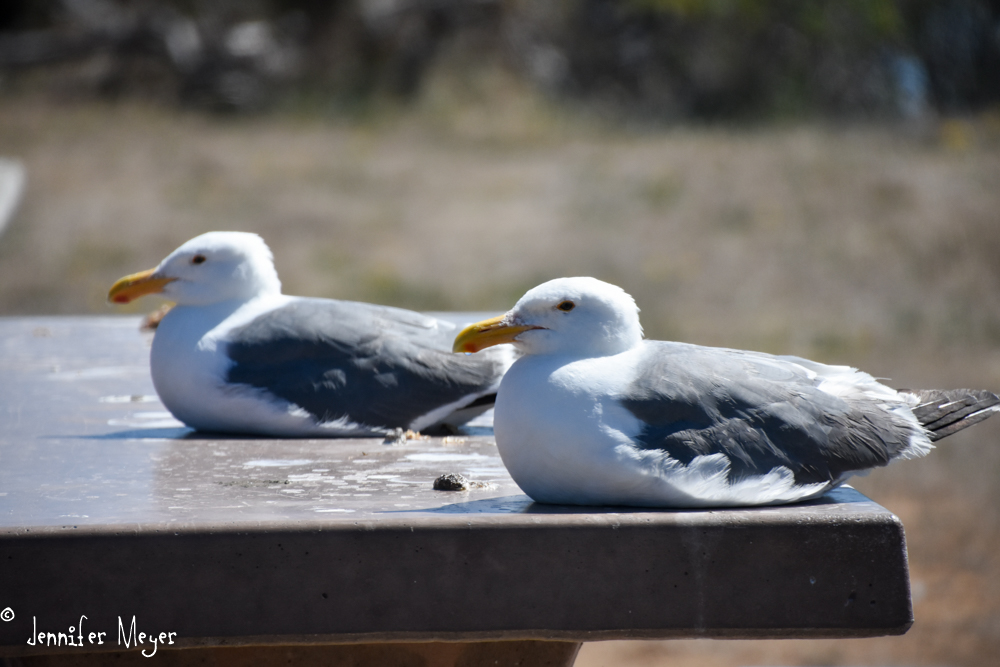 A sweet pair of gulls.