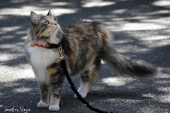 Gypsy has been off leash for a month.