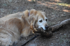Back at our site, Bailey rests up.