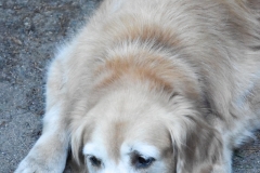 Bailey wants more ice cream.