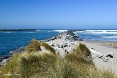 Coquille River meets the sea.