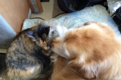 Riding in Bessie, Gypsy and Bailey snuggle.