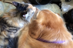 Gypsy washes Bailey's face.