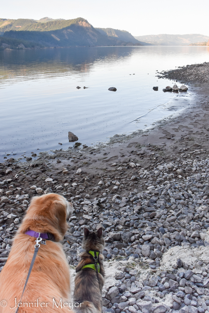 Bailey and Gypsy take in the view.