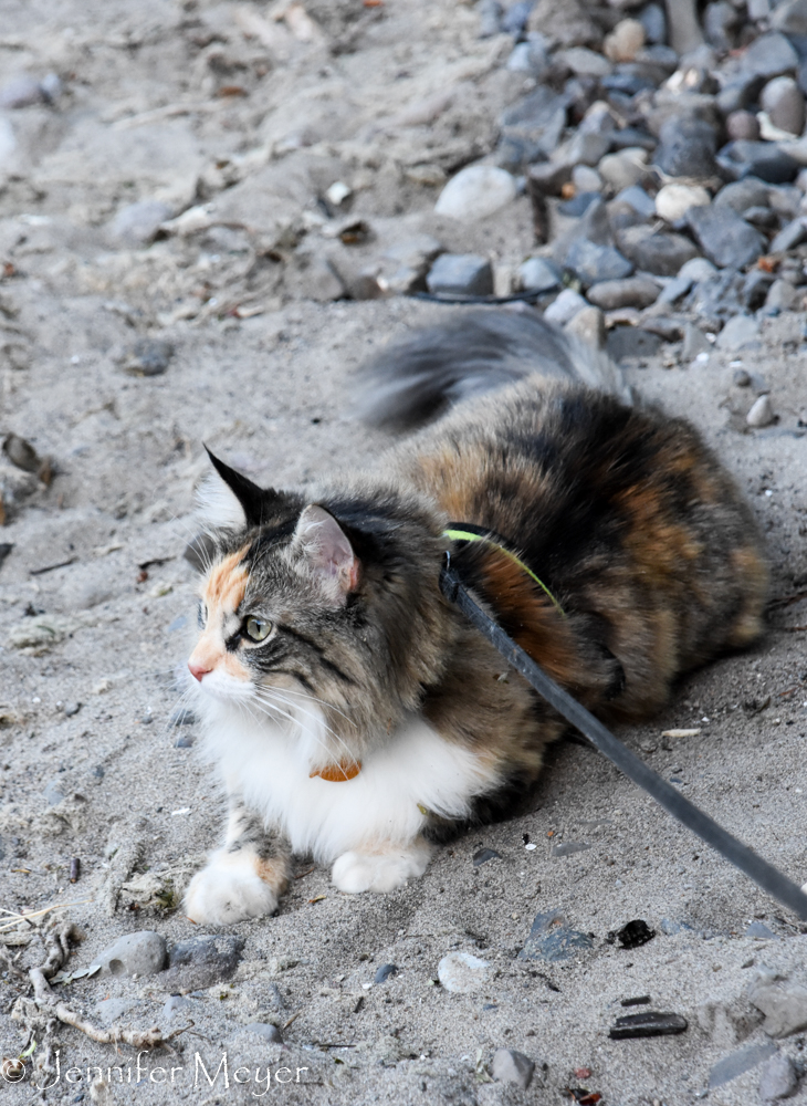 Watching the river.