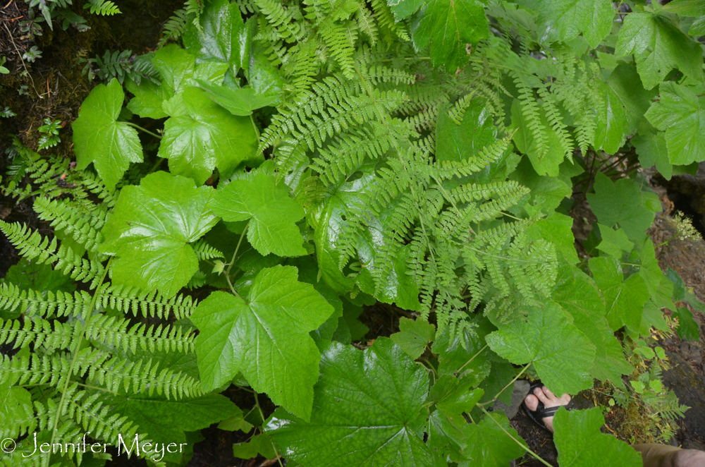 Mist on greens.