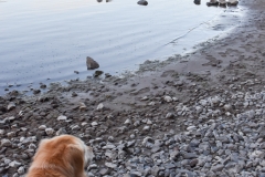 Bailey and Gypsy take in the view.