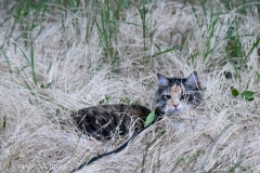 Hiding in the grass.