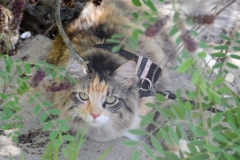 Bailey hid in the shade.