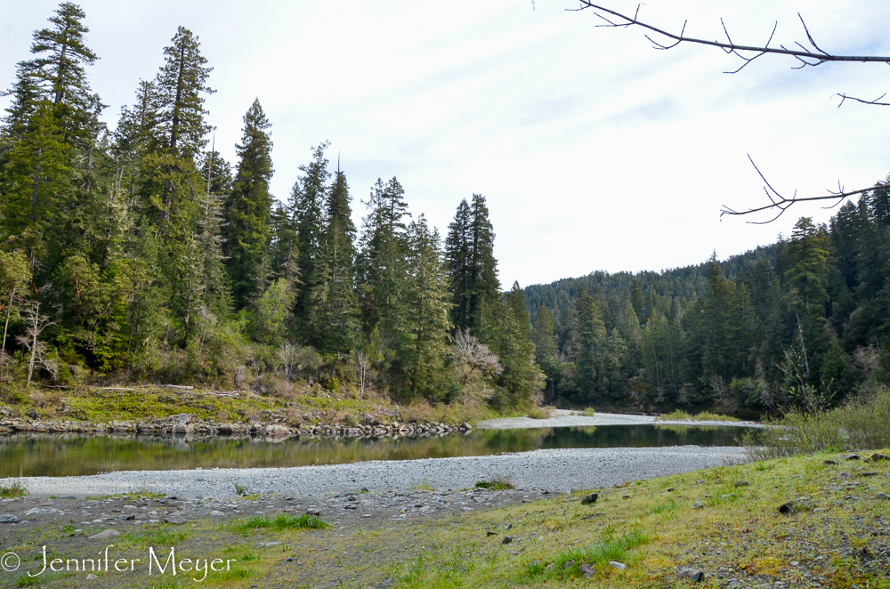 We walked the dogs to the river for a romp and swim in the morning.
