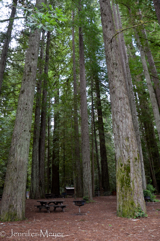 Picnic area in the redwoods.