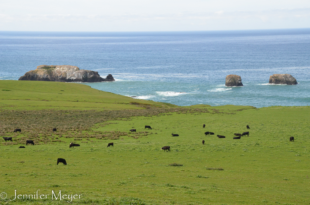 Cattle grazing on a coastal cliff.