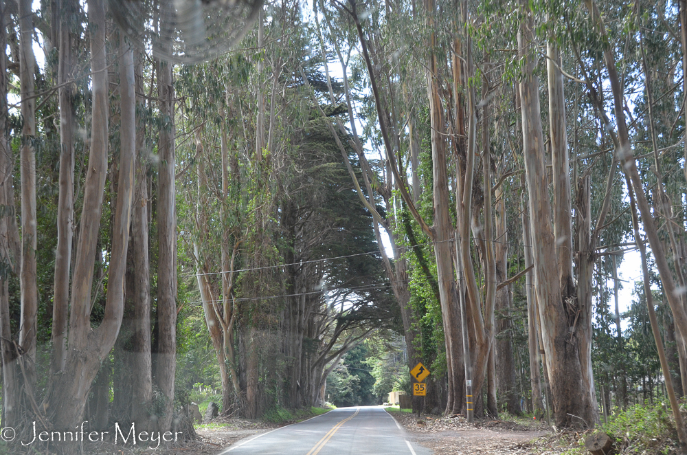 Eucalyptus trees.