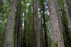 Picnic area in the redwoods.