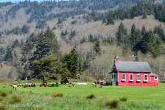 Another curious sight: a herd of elk in front of a red schoolhouse.