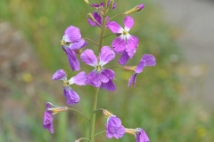 Wildflower.