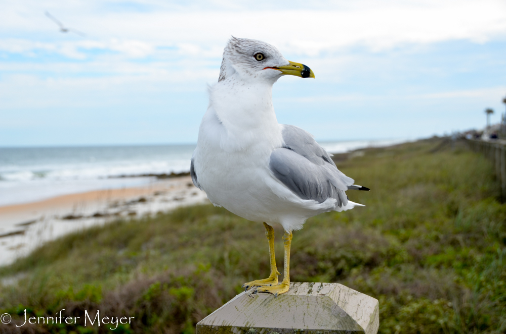 There were lots of seagulls.