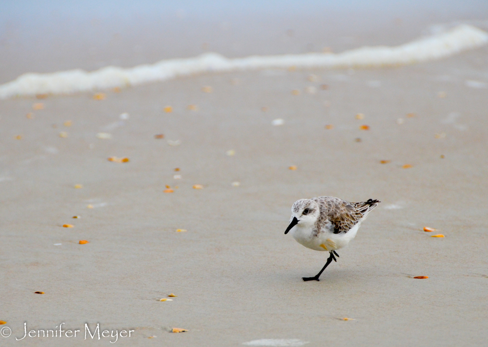 Little sandpiper.