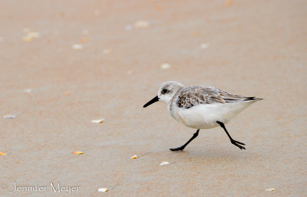 Running on tiny legs.