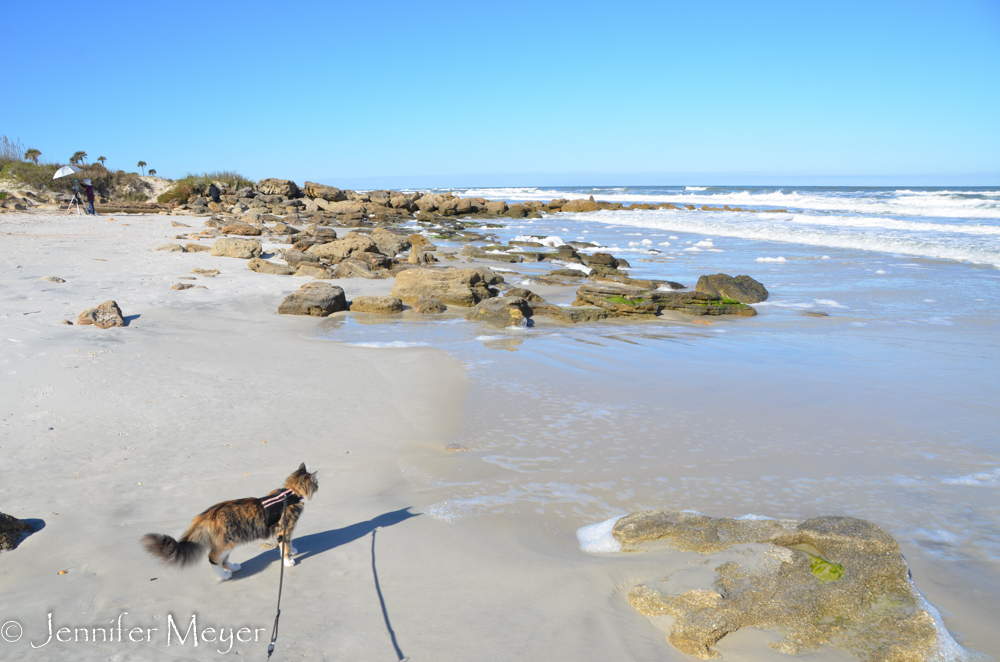 Gypsy studies the waves.