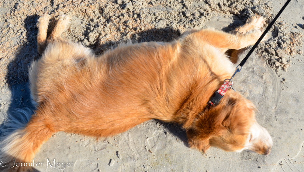 Bailey loves rolling in sand.