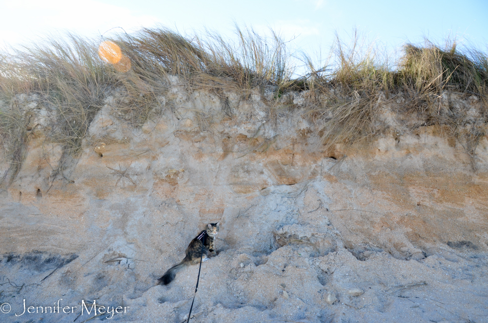 Gypsy likes climbing on the sandy bank.