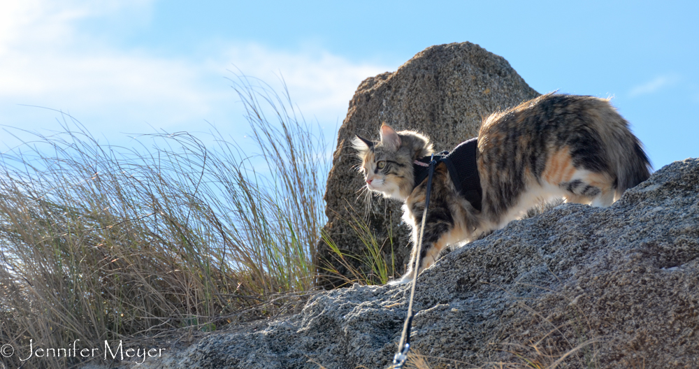 She made it to the top.