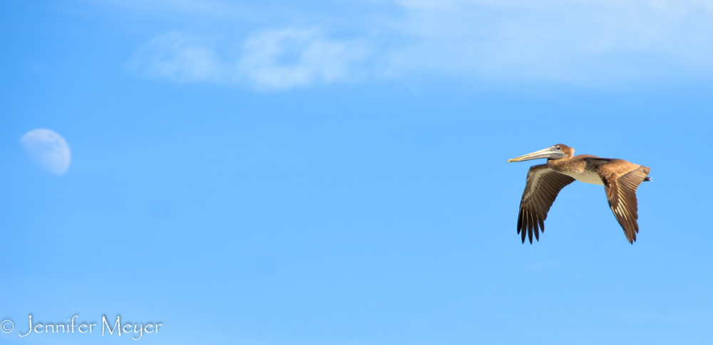 A pelican flies to the moon.