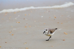 Little sandpiper.