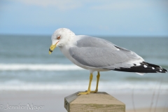 They were eyeing our lunch.