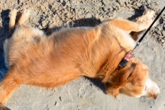 Bailey loves rolling in sand.