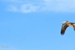 A pelican flies to the moon.