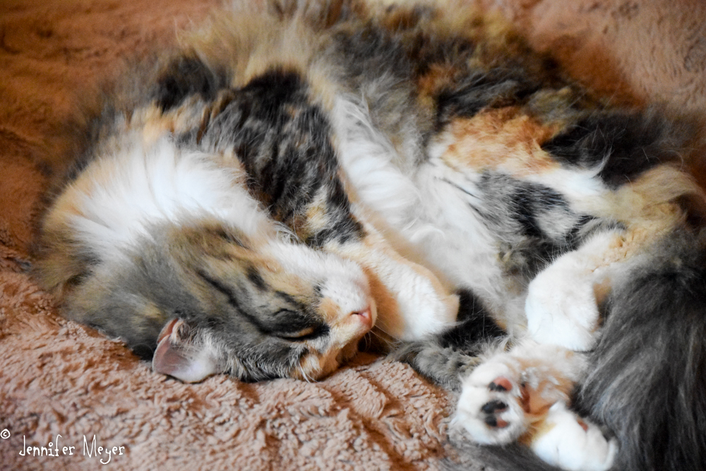 Snoozing in Bailey's bed.