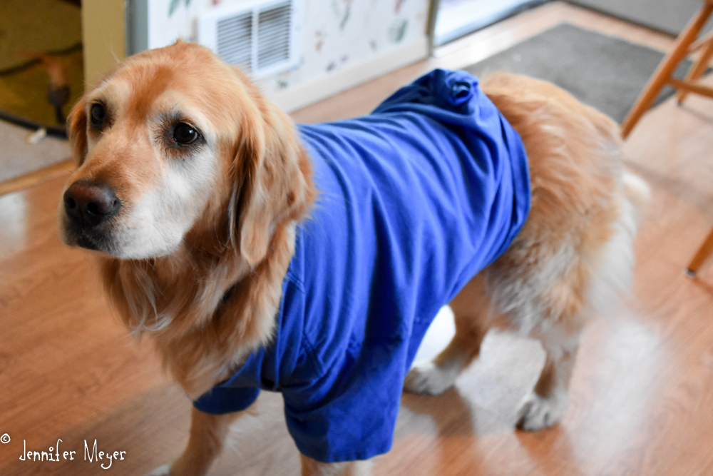 Bailey wears a tee shirt after her surgery.