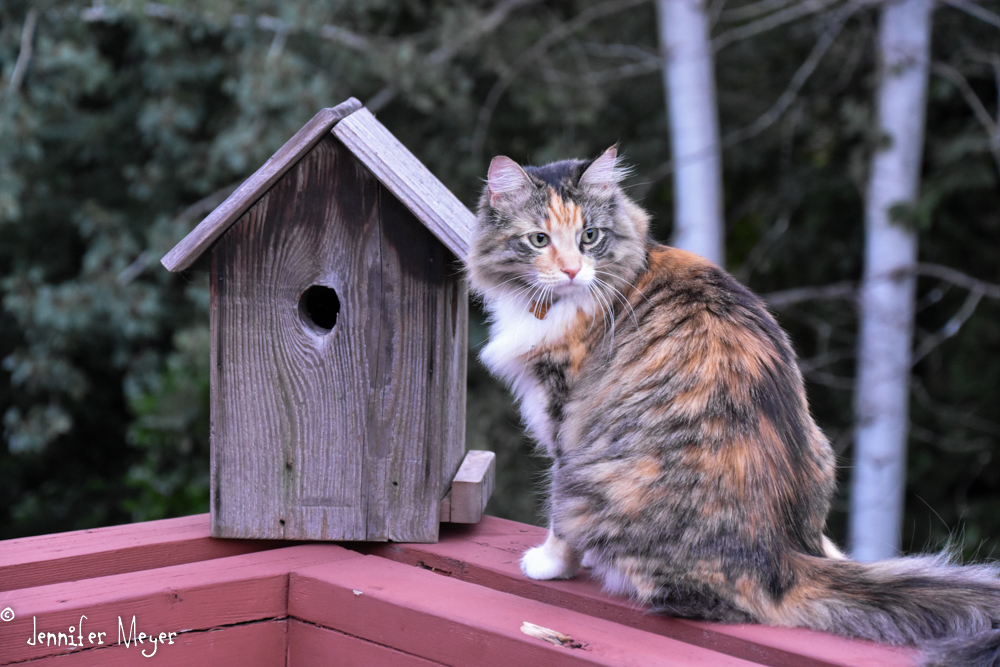 Gypsy is miffed that she can't fit into the bird house.