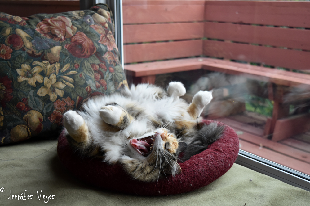 Snoozing in the window seat.