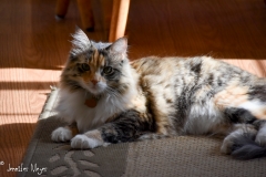 Laying in the sun on the kitchen floor.