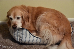 One morning I found Bailey squeezed into Gypsy's new bed.