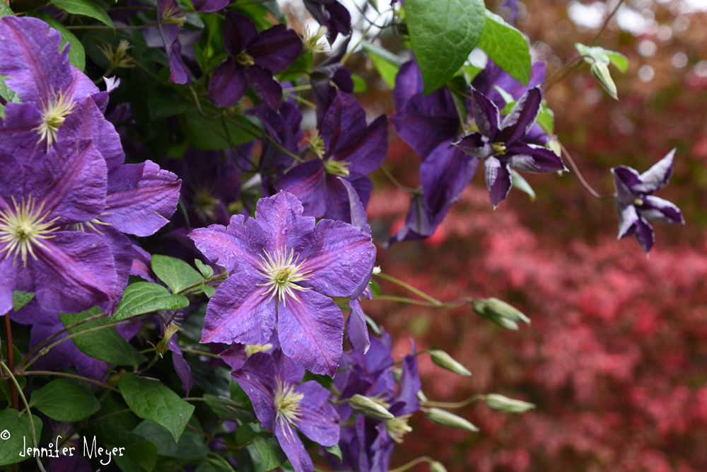 The clematis vines in our front yard.