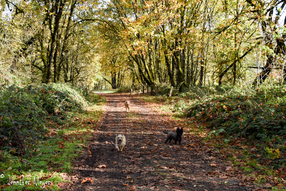 Saturday afternoon, I met friends for a walk at Buford park.