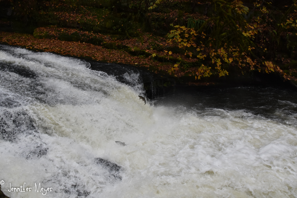 Here's that same waterfall now. Can you see the fish?