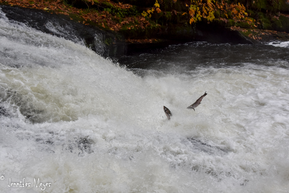Salmon were desperately trying to leap up the falls.