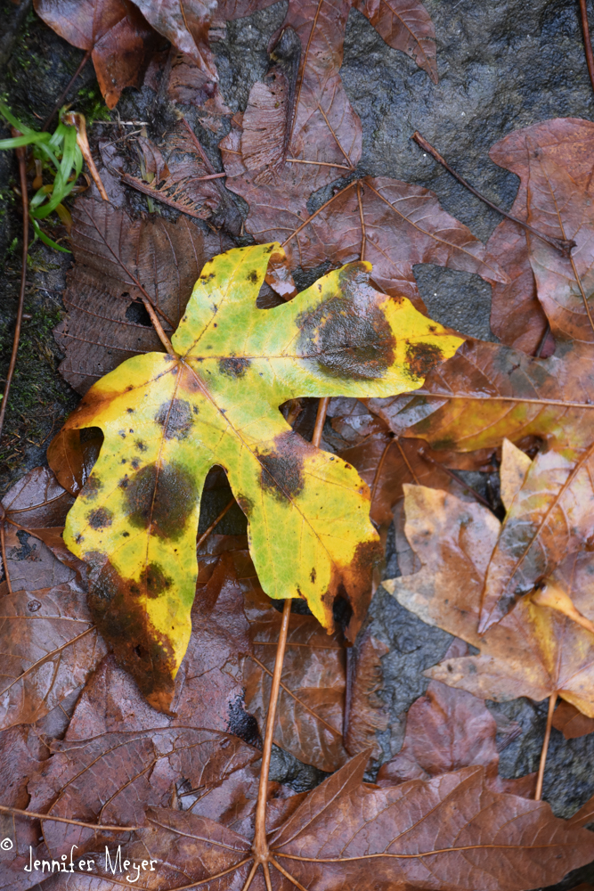 The fall leaves were a bit past their prime.