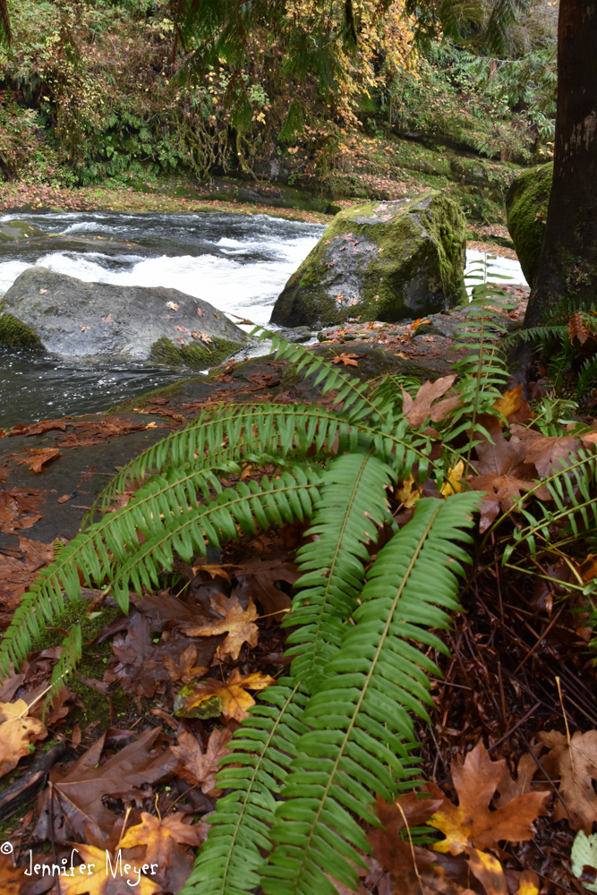 But the wet day brought out the richness of color.