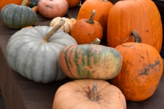 All sorts of pumpkins.