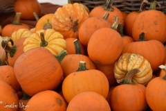 The more traditional pumpkins.