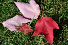 Red maple leaves...