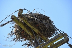 Osprey nest.